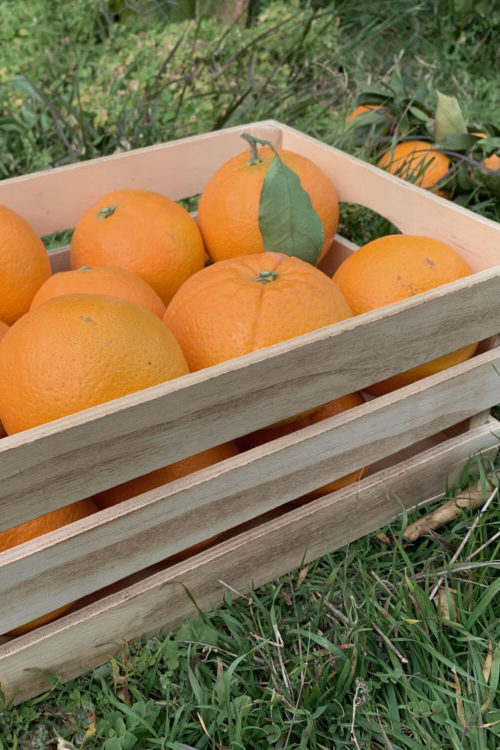 naranjas naturales en transición ecológica